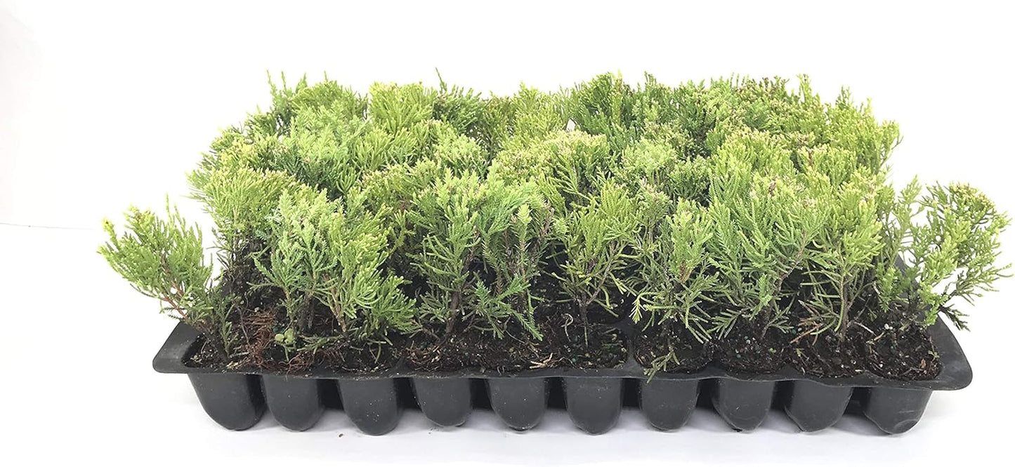 Sea Green Juniper - 3 Live Plants - Juniperus Chinensis - Hardy Evergreen Privacy Screen
