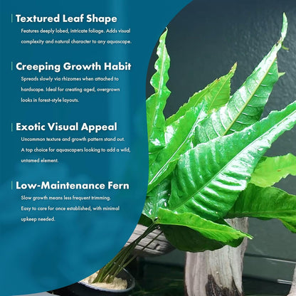 SubstrateSource Live Plants - El Niño Fern (Bolbitis heteroclita) - Midground to Background Epiphytic Rhizome for Low to Medium Light Aquascapes - Dark Green, Slow-Growing Accent - Pot