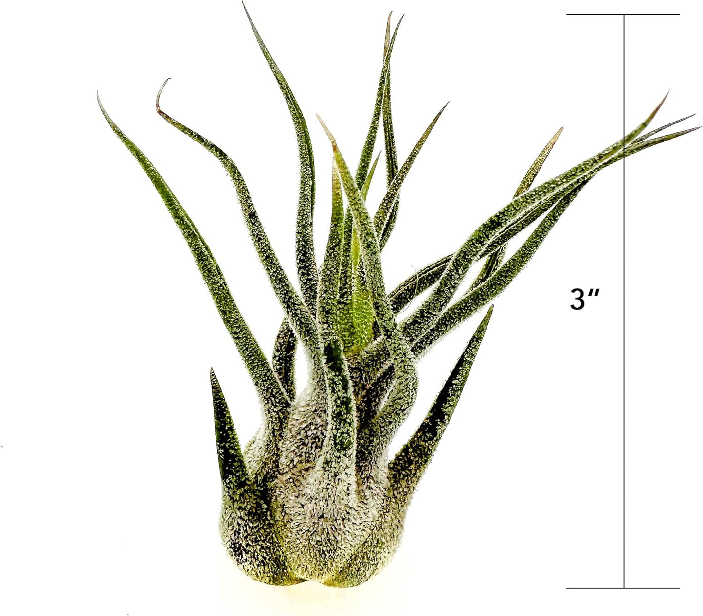 ragnaroc Air Plants - Tillandsia Pruinosa, Large 3-5" - 1ct - Live Arrival Guaranteed - House Plants for Home Decor & Gift