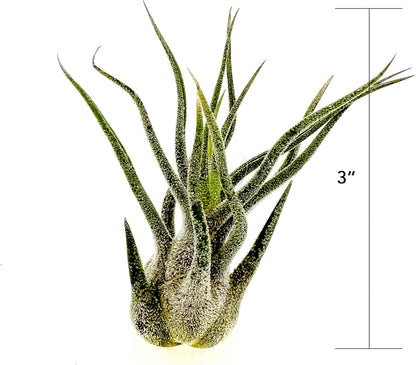 ragnaroc Air Plants - Tillandsia Pruinosa, Large 3-5" - 1ct - Live Arrival Guaranteed - House Plants for Home Decor & Gift