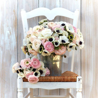 Eden Brothers Anemone & Ranunculus Bulbs- Paris in Spring Collection