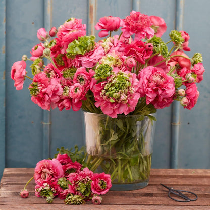 Eden Brothers Ranunculus Bulbs - Super Green Rose