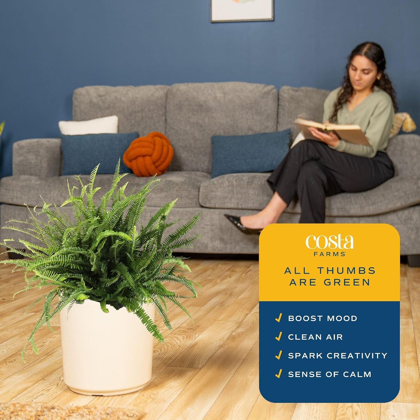 Costa Farms Kimberly Queen Fern Live Plant in Plastic Pot, Large Indoor & Outdoor Houseplant, Perfect for Home, Room, or Office Decor, Great House Warming or Birthday Gift, 2-3 Feet Tall