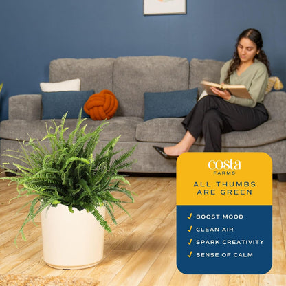 Costa Farms Kimberly Queen Fern Live Plant in Plastic Pot, Large Indoor & Outdoor Houseplant, Perfect for Home, Room, or Office Decor, Great House Warming or Birthday Gift, 2-3 Feet Tall