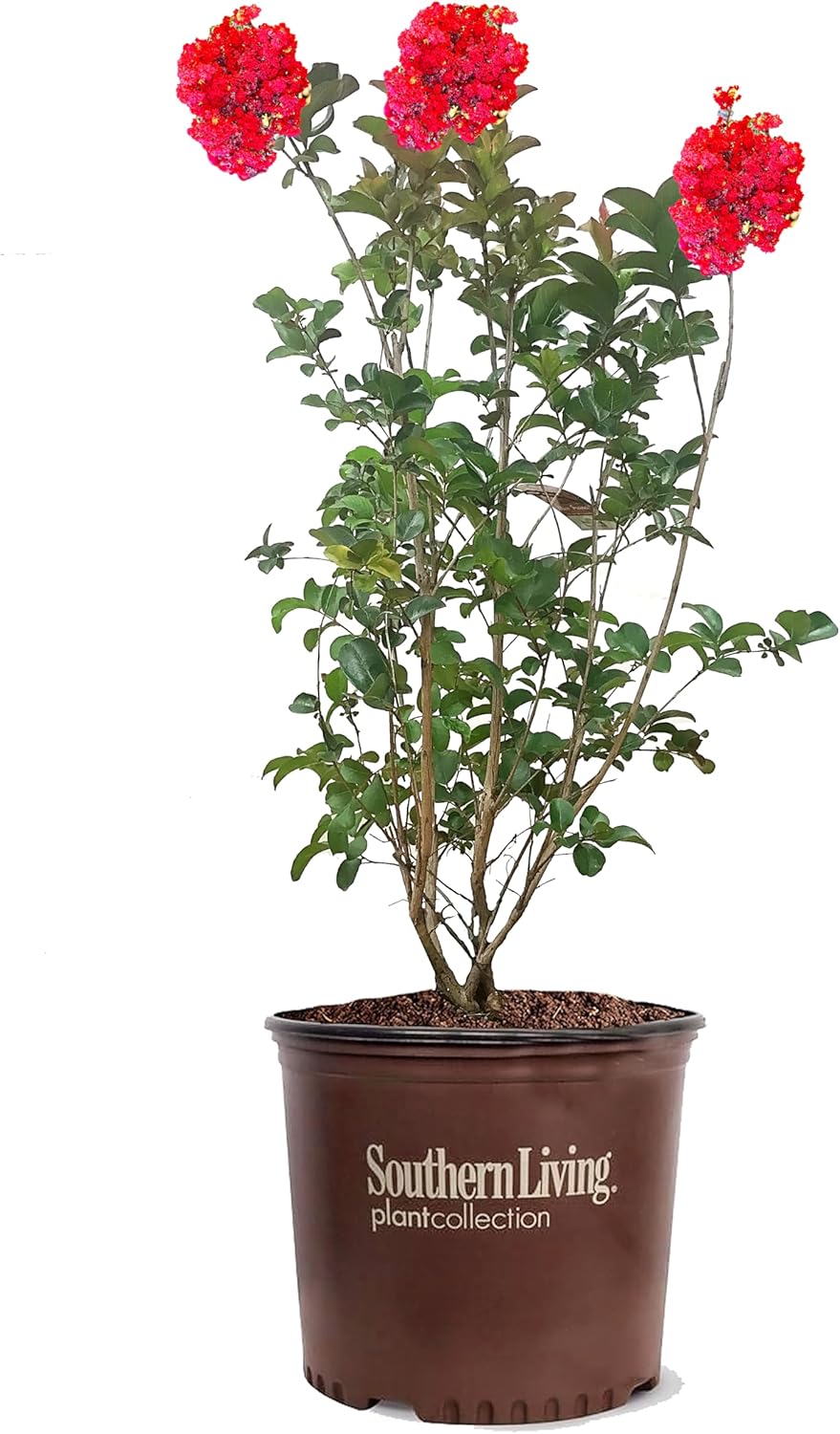 American Plant Exchange Miss Frances Crape Myrtle Tree Live, 3-Gallon Pot, 1-2ft Tall, Vibrant Red Flowers, Drought-Tolerant, Large Outdoor Landscape Accent, Year-Round Beauty