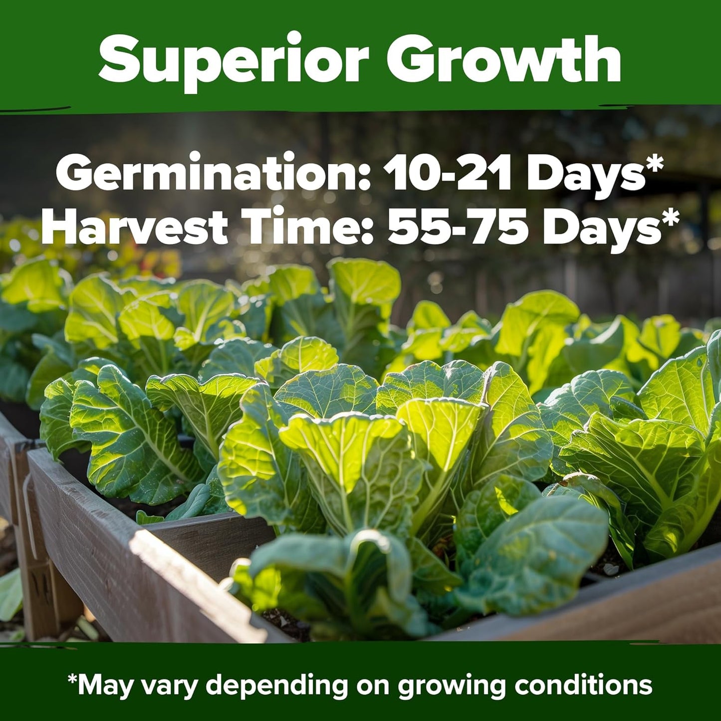 HOME GROWN Collard Green Seeds - 2 Pack - 600 Seeds for Fall Planting - High Germination 𝗡𝗢𝗡-𝗚𝗠𝗢 𝗨𝗦𝗔-𝗦𝗢𝗨𝗥𝗖𝗘𝗗 Heirloom Vegetable Seeds,Vates Collard Greens Seed Pack(Brassica oleracea)