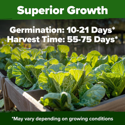 HOME GROWN Collard Green Seeds - 2 Pack - 600 Seeds for Fall Planting - High Germination 𝗡𝗢𝗡-𝗚𝗠𝗢 𝗨𝗦𝗔-𝗦𝗢𝗨𝗥𝗖𝗘𝗗 Heirloom Vegetable Seeds,Vates Collard Greens Seed Pack(Brassica oleracea)