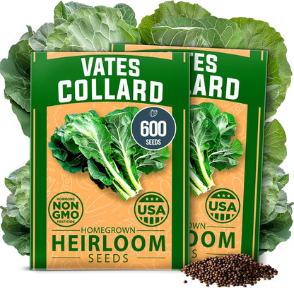 HOME GROWN Collard Green Seeds - 2 Pack - 600 Seeds for Fall Planting - High Germination 𝗡𝗢𝗡-𝗚𝗠𝗢 𝗨𝗦𝗔-𝗦𝗢𝗨𝗥𝗖𝗘𝗗 Heirloom Vegetable Seeds,Vates Collard Greens Seed Pack(Brassica oleracea)
