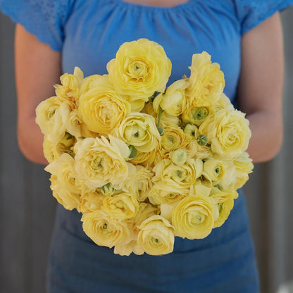 Eden Brothers Ranunculus Bulbs - Cream