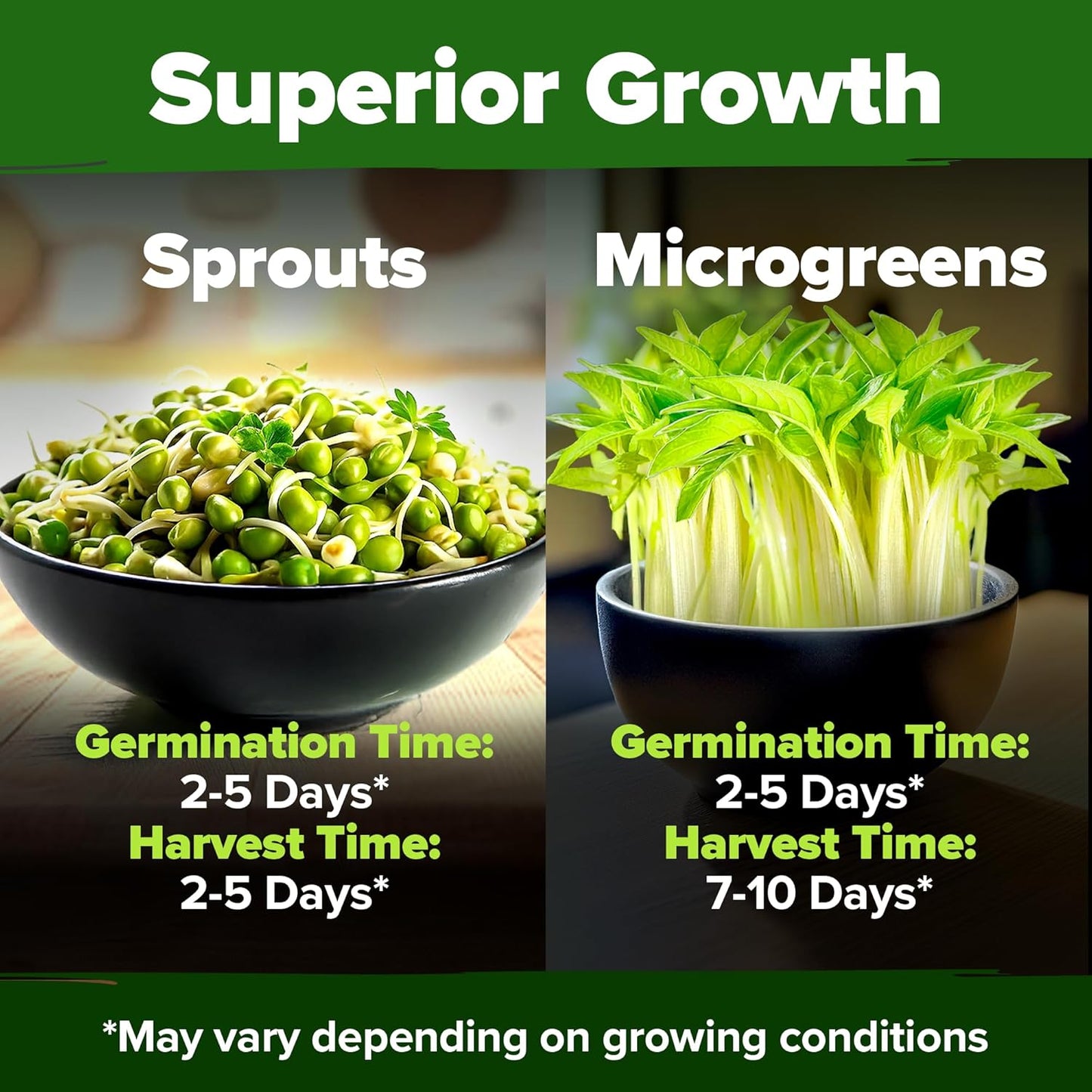 HOME GROWN Mung Beans Seeds Pack 1.5 lb – 𝗨𝗦𝗔 Over 15,000 Sprouting Seeds – Grow Fresh Mung Bean Sprouts or Microgreens for Quick, Easy, Nutrient-Packed Food for Your Daily Meals (Vigna Radiata)