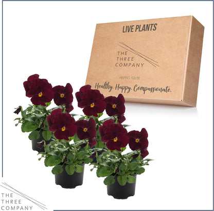 Live Healthy Flowering Pansies - Red Blotch (4 Plants Per Pack), Beautiful Fall Color, 6" Tall by 4" Wide in 1 Pint Square Pot