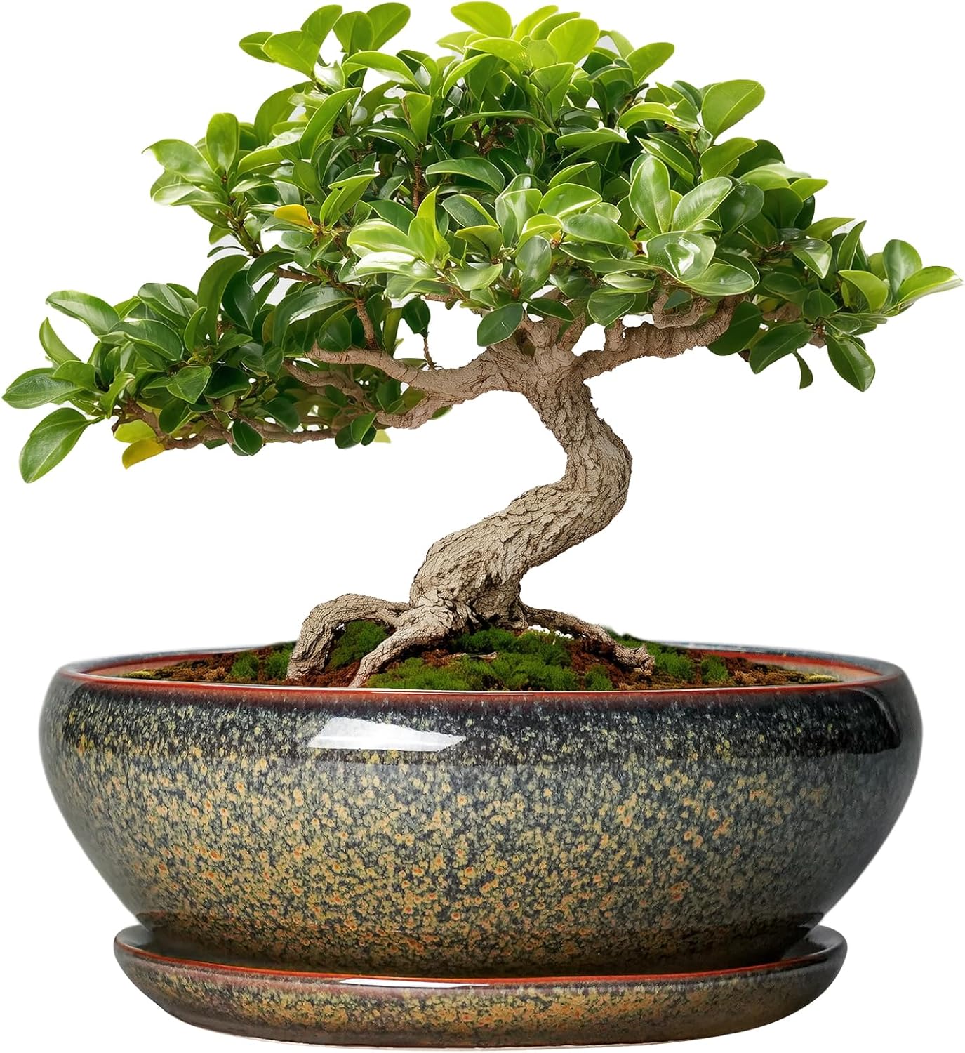 SQOWL Bonsai Pots Small - 6 Inch Ceramic Succulent Pots with Drainage Hole and Saucer, Shallow Round Planter for Indoor Plants Outdoor, Ceramic Cactus Planter, Patio Decor, Housewarming Gift, Brown