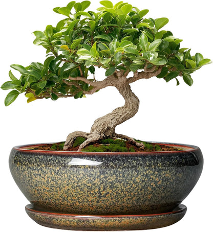 SQOWL Bonsai Pots Small - 6 Inch Ceramic Succulent Pots with Drainage Hole and Saucer, Shallow Round Planter for Indoor Plants Outdoor, Ceramic Cactus Planter, Patio Decor, Housewarming Gift, Brown