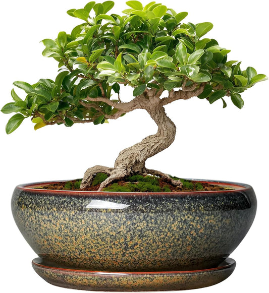 SQOWL Bonsai Pots Small - 6 Inch Ceramic Succulent Pots with Drainage Hole and Saucer, Shallow Round Planter for Indoor Plants Outdoor, Ceramic Cactus Planter, Patio Decor, Housewarming Gift, Brown