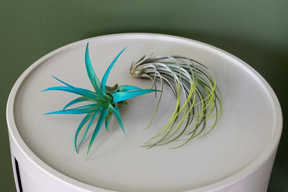 Lavender Colorful Tillandsia Air Plants - Long Lasting Color Enhanced Live Tillandsia Succulent House Plants - Home and Garden Decor - Easy Care Indoor and Outdoor Plants