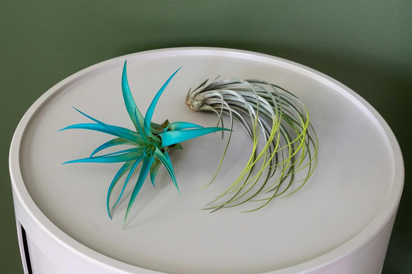 Coral Colorful Tillandsia Air Plants - Long Lasting Color Enhanced Live Tillandsia Succulent House Plants - Home and Garden Decor - Easy Care Indoor/Outdoor Plants (Mini Xerographica, Pack of 3)