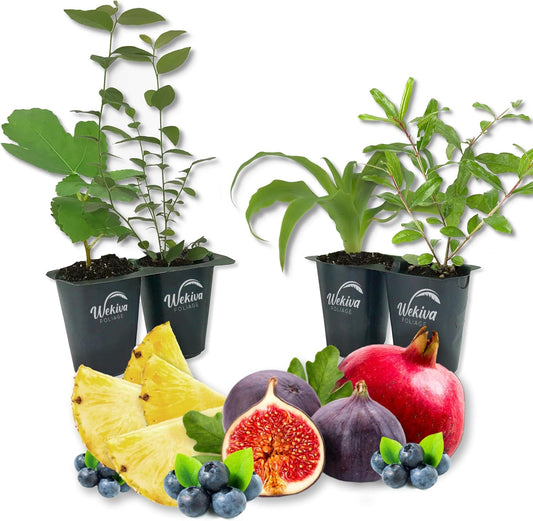 Patio Fruit Plant Variety Pack - 4 Live Starter Plants - One Each of Fig Tree, Blueberry, Pineapple, and Pomegranate - Grower's Choice Starter Plants for Your Edible Garden