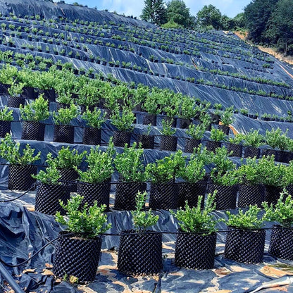 5 Gallon Air Pruning Containers, Roots Control Planter New Plastic Nursery Pots Fruit Vegetable Orchard Garden Self-Planting Pots, Size 12"x12", Black, (10P)