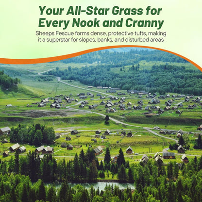 Outsidepride Sheeps Fine Fescue Grass Seed - 10 Lbs. Perennial Heat & Drought Tolerant Dense Green, Traffic-Resistant Turf for Shaded Environments w/OptiGrowth Coating for Seed Enhancement