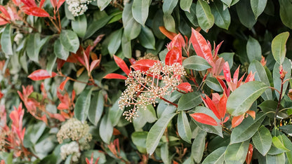 Photinia Red Tip | 3 Large Gallon Size Plants | Photinia x Fraseri | Evergreen Landscape Hedge Shrub