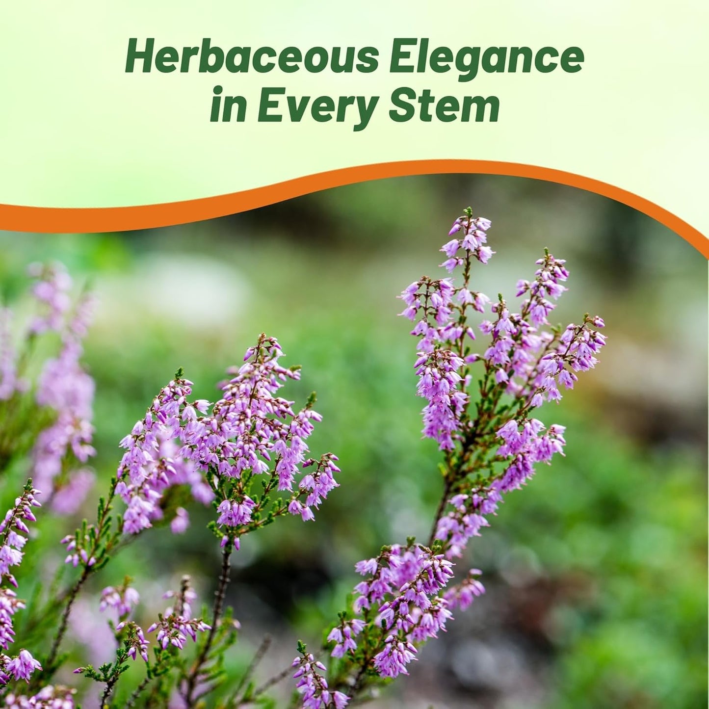 Outsidepride Germander Herb Seeds - 1000 Pcs Perennial, 18-Inch Tall, Violet Blooms, Evergreen Ornamental Hedge for Herb Gardens, Attracts Bees & Butterflies, Minimal Watering Needs