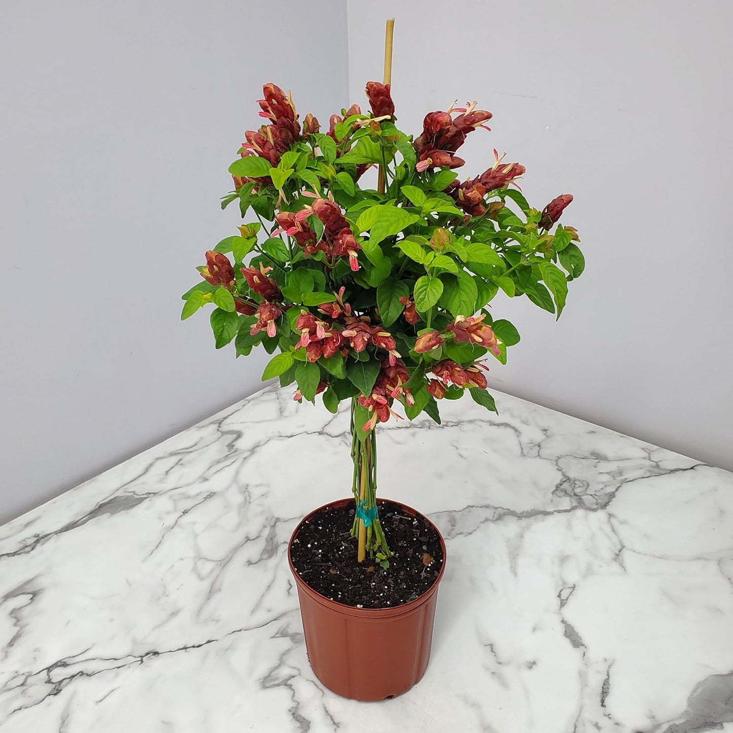Braided Shrimp Tree - Red Flowers - Overall Height 36" to 42" - Tropical Plants of Florida (Plant Only)