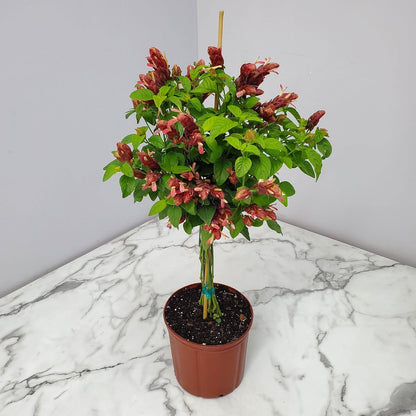 Braided Shrimp Tree - Red Flowers - Overall Height 36" to 42" - Tropical Plants of Florida (Plant Only)