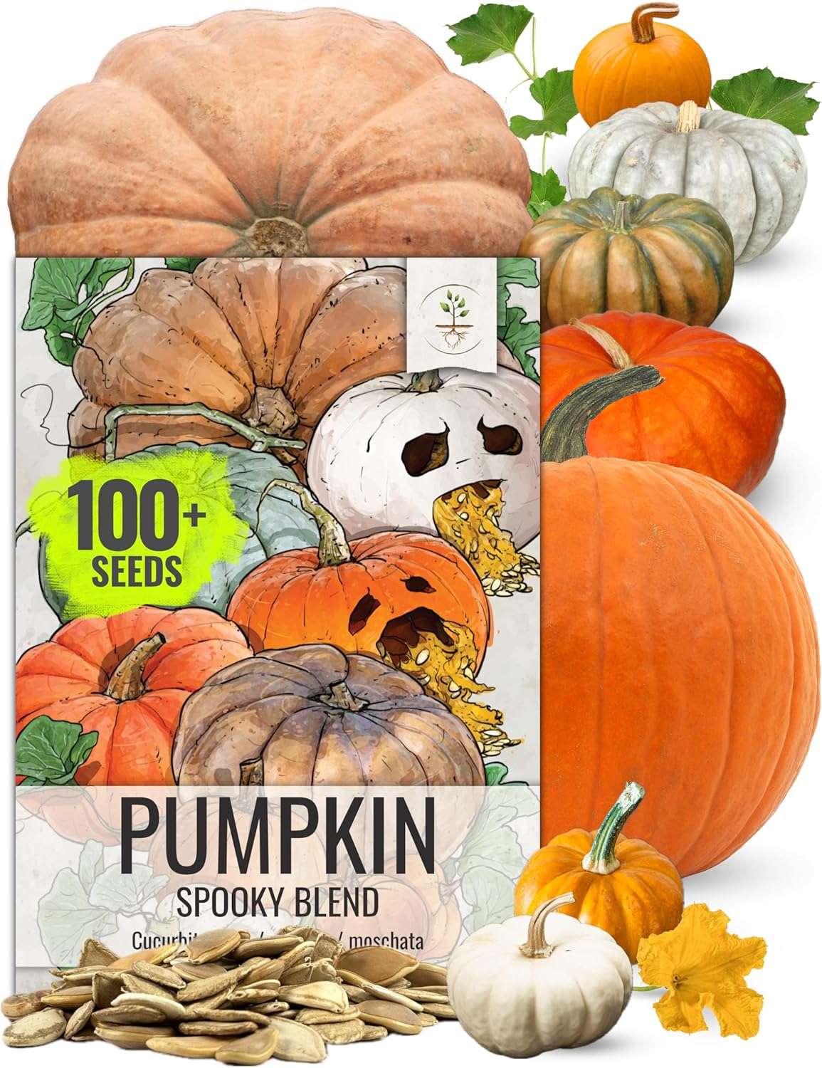 Seed Needs Pumpkin Seeds Specialty Spooky Blend 10+ Varieties | Lumina White, Baby Boo, Blue Jarrahdale, Cinderella & More! | Heirloom Non-GMO Untreated | Bulk Pumpkin Seeds for Planting