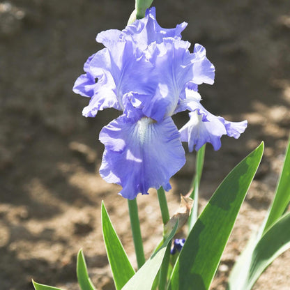 Easy to Grow Bearded Iris Victoria Falls - 9 Plant Bulbs Rhizomes, Lavender Blue & White Flowers in Spring to Fall, Full Sun Low Maintenance