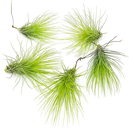 ragnaroc Air Plants - Tillandsia Andreana, Large 4-6" - 5ct - Live Arrival Gauranteed - House Plants for Home Decor & Gift