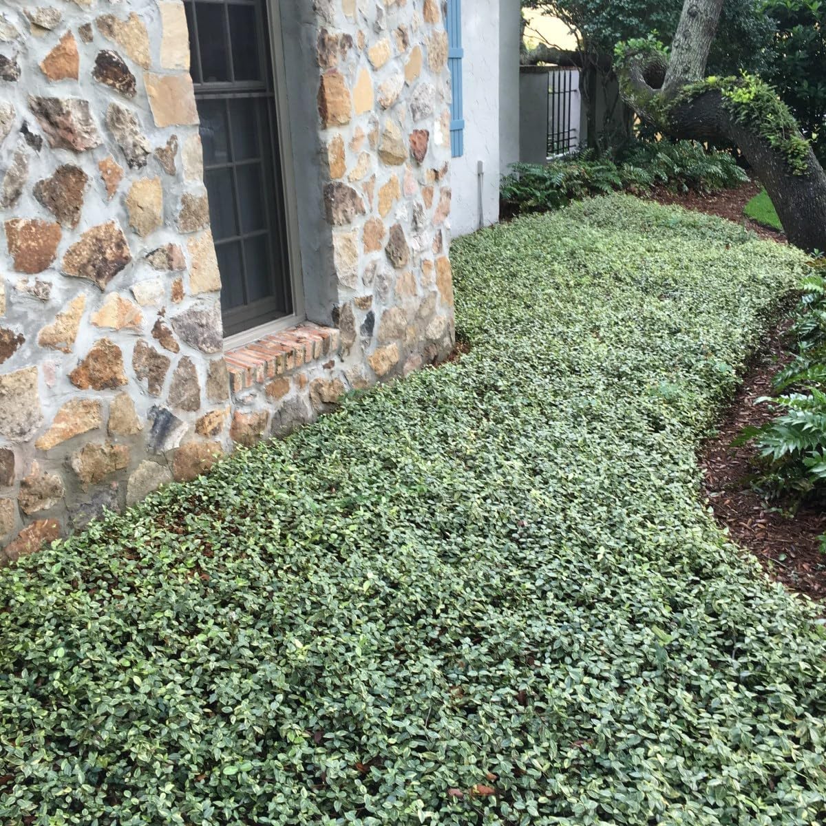 Variegated Asiatic Jasmine | 3 Live 4 Inch Plants | Trachelospermum Asiaticum | Fast Growing Ground Cover, Evergreen Foliage, Low Maintenance Vine, Landscaping Shrub, Drought Tolerant Plant