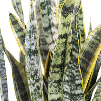 United Nursery Live Snake Plant, Sansevieria Trifasciata Laurentii, Variegated Snake Plant, 2-3 ft. Tall Mother in Laws Tongue House Plant for Indoor and Outdoor (Cream Decor Pot)