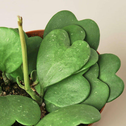 Hoya Sweetheart Live Plant for Indoor | Different Houseplants in 3'' Pot | Real House Plant for Living Room, Office, Desk & Bathroom | Sweetheart | Lucky-Heart | Hoya kerrii