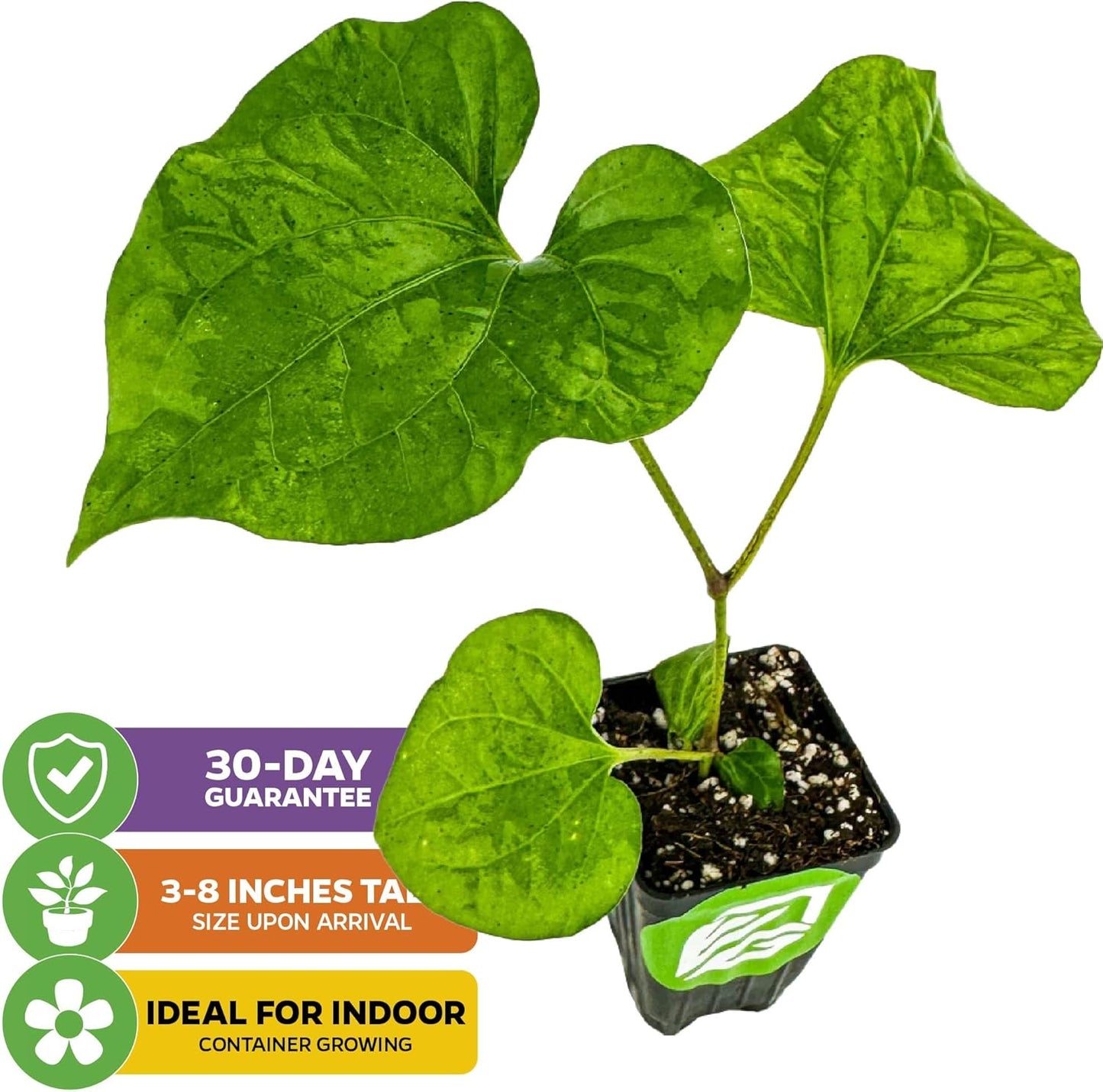 Long Pepper Live Plant - Piper longum by Wellspring Gardens, Fragrant & Flavorful Spice Herb Plant, Easy to Grow Live Pepper Plant, Perfect Aromatic Plant for Indoor or Outdoor Garden