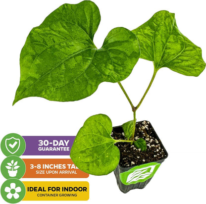 Long Pepper Live Plant - Piper longum by Wellspring Gardens, Fragrant & Flavorful Spice Herb Plant, Easy to Grow Live Pepper Plant, Perfect Aromatic Plant for Indoor or Outdoor Garden
