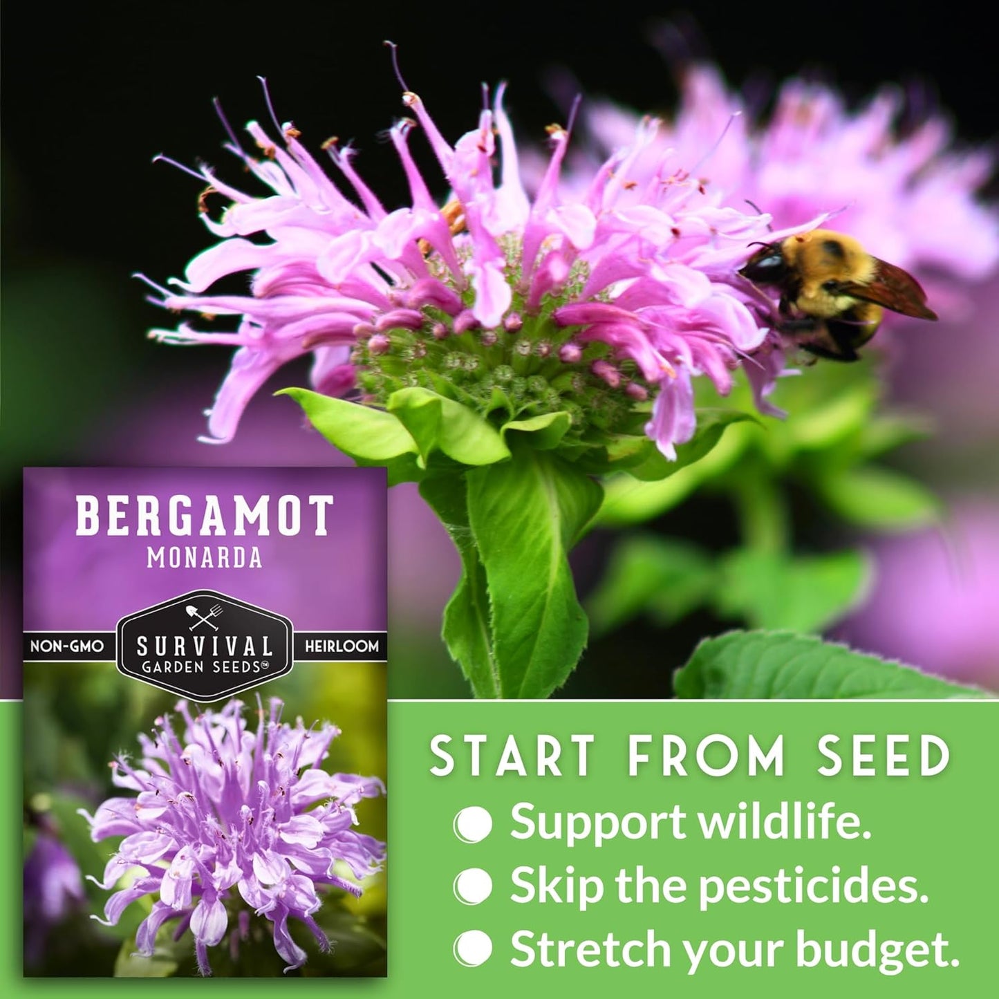 Survival Garden Seeds - Bergamot Herb (Bee Balm) Seed for Planting - 3 Packets with Instructions to Grow Monarda Fistulosa Wildflowers in Your Home Vegetable Garden - Non-GMO Heirloom Variety