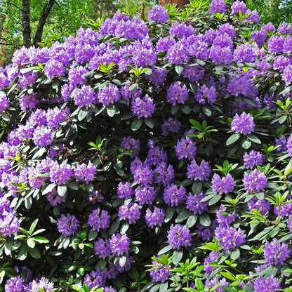 Rhododendrons Plant Live, Purple Rhododendron Shrub, Large Flowering Tree 1 Gallon Potted for Gardening