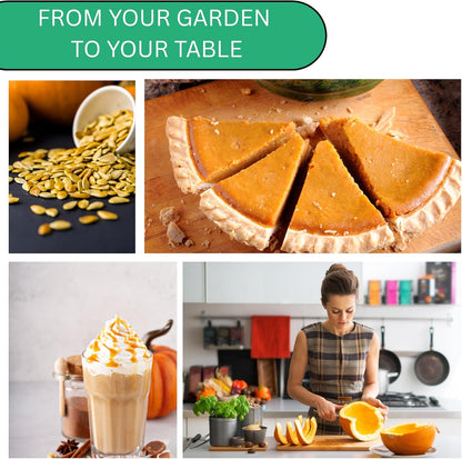 Woods Creek Seeds: Small Sugar Pie Pumpkin Seeds for Planting - Over 40 Heirloom Non-GMO Pumpkin Seeds to Plant - Ideal Heirloom Seeds to Grow for Pies & Fall Harvest - Pumpkins for Outdoor Gardens