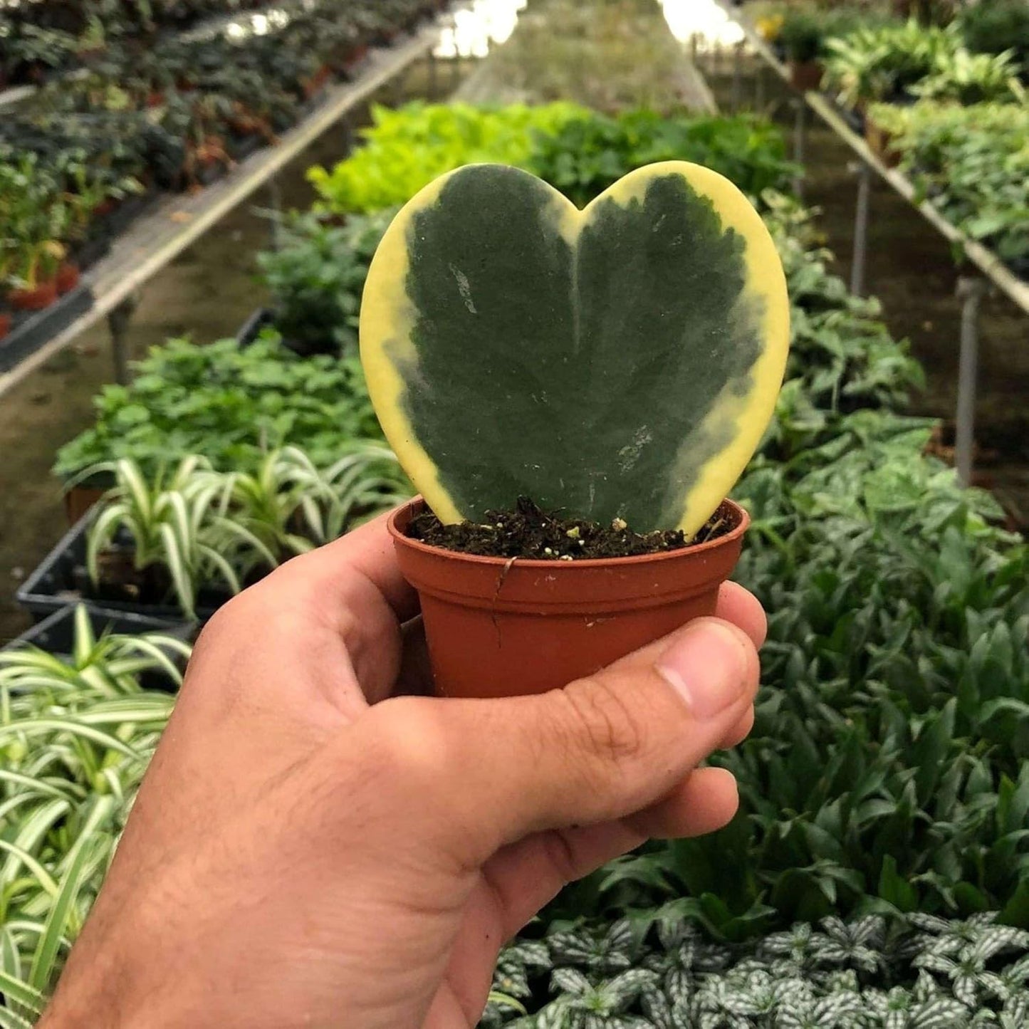 Hoya Sweetheart Variegated Live Plant for Indoor | Different Houseplants in 3'' Pot | Real House Plant for Living Room, Office, Desk & Bathroom | Lucky-Heart | Hoya kerrii