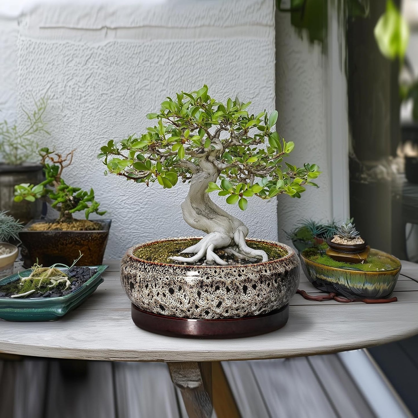 Succulent Pots 10 Inch - Ceramic Bonsai Pots with Drainage Hole and Tray, Large Succulent Planters, Shallow Planter Indoor, Round Planter Bowl, Window Decor, Gifts for Plant Lovers, White