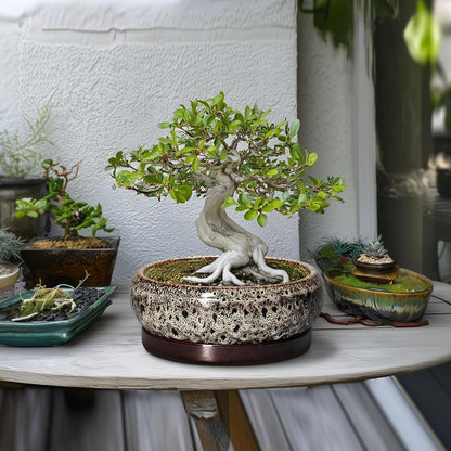 Succulent Pots 10 Inch - Ceramic Bonsai Pots with Drainage Hole and Tray, Large Succulent Planters, Shallow Planter Indoor, Round Planter Bowl, Window Decor, Gifts for Plant Lovers, White