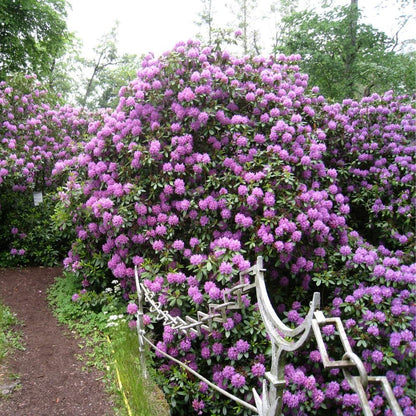 Rhododendrons Plant Live, Purple Rhododendron Shrub, Large Flowering Tree 1 Gallon Potted for Gardening