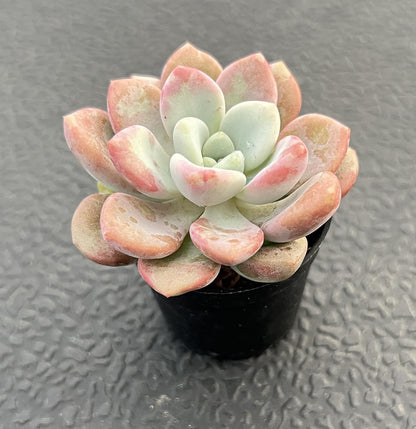 Sprout N Green Echeveria Spotted Deer, Live Succulent Plant Fully Rooted in 2" Pots with Soil Mix, Real Houseplant for Indoor Outdoor Home Office Wedding Decoration Party Favor
