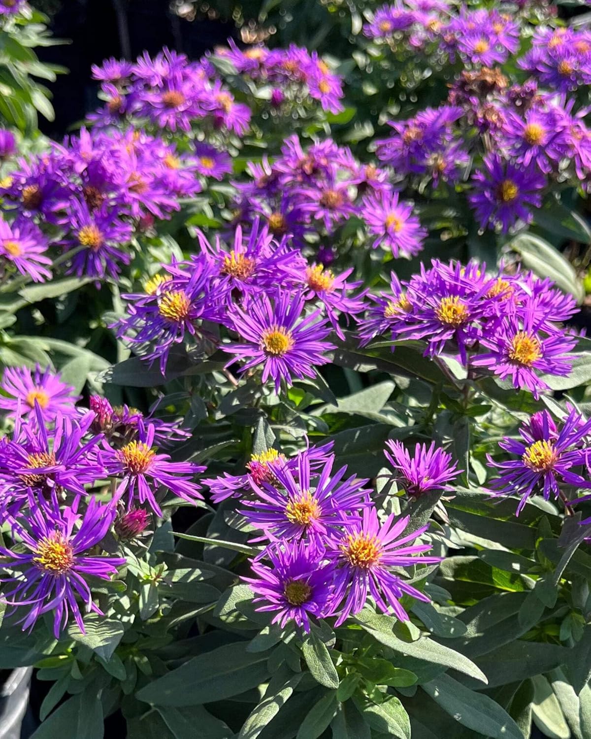 Perennial Farm Aster Novae-Angliae 'Purple Dome' – Live Dwarf New England Perennial in #1 Container, Compact Habit with Violet-Purple Blooms, Late Season, Pollinator Friendly, Ideal for Borders & Beds