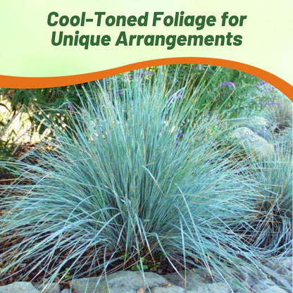 Outsidepride 1000 Seeds Perennial Eragrostis Elliotii Blue Eros Ornamental Love Grass Seed for Planting