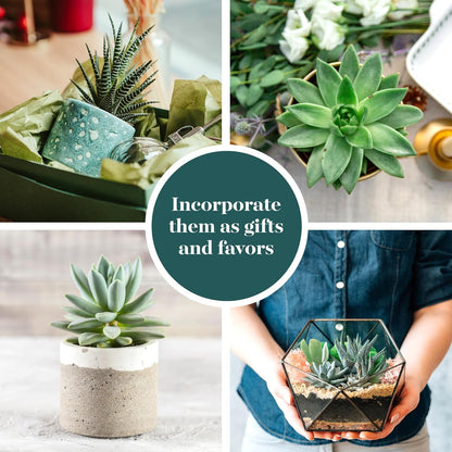 Shop Succulents Blue & Green Succulent Plant Pack Bulk Collection - Live Mini Succulent Plants, Low Maintenance, Mixture of Textures - Wedding and Party Favors, Gift & Garden, Pack of 256