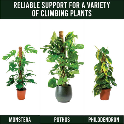 Moss Pole Pack of 2 – 50CM Monstera Plant Support | Natural Coco Coir Plant Poles for Indoor Plants | Extendable Moss Sticks for Climbing Plants, Pothos & Philodendron