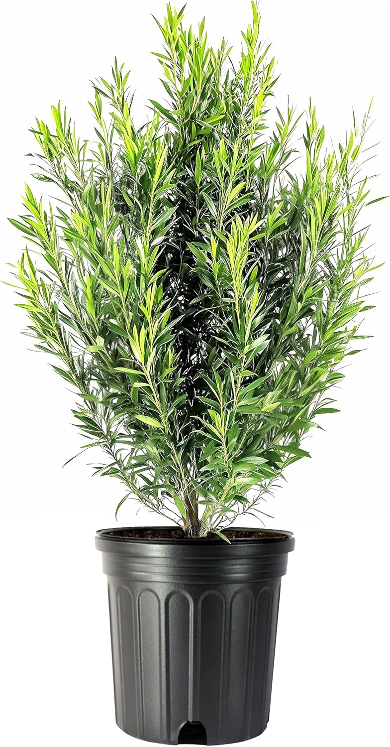 Podocarpus Japanese Yew | 3 Extra Large 3 Gallon Plants | Podocarpus Macrophyllus | Evergreen Shrub, Low Maintenance, Drought Tolerant, Privacy Screen Landscaping, Fast Growing, Ornamental Foliage