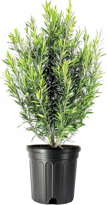 Podocarpus Japanese Yew | 3 Extra Large 3 Gallon Plants | Podocarpus Macrophyllus | Evergreen Shrub, Low Maintenance, Drought Tolerant, Privacy Screen Landscaping, Fast Growing, Ornamental Foliage