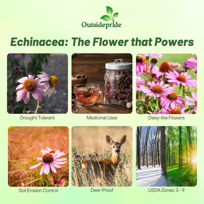 Outsidepride Purple Echinacea Coneflower Seeds - 1 lb Perennial, Deer-Proof & Drought Tolerant Flower Seeds with Daisy-Like Blooms for Pollinator-Friendly Gardens, Borders, & Meadows